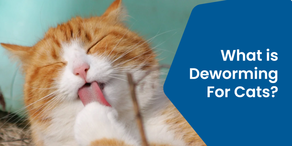 What is Deworming for Cats​? A Must-Know Guide!