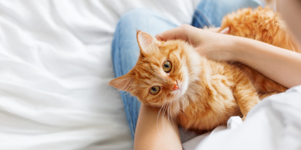 What is Deworming for Cats​ and Why is It Necessary