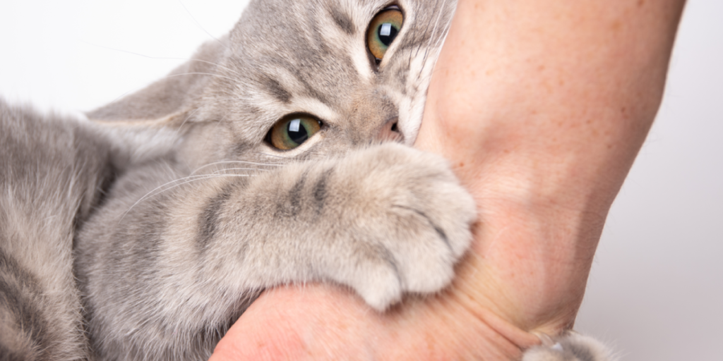 Can Indoor Cats Give You Cat Scratch Fever?